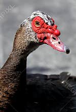 Duck Face