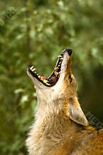 Howling Coyote