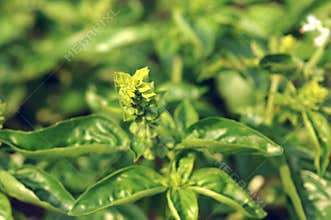 Basil Growing