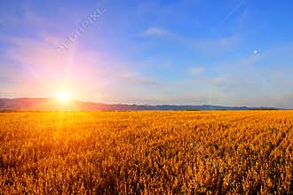 Sunrise in the field