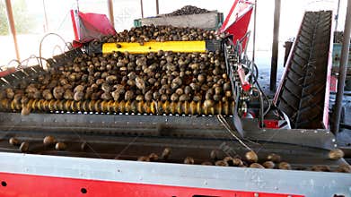 Special mechanized process of Potato sorting at farm. potatoes are unloaded on conveyor belt, for sorting through, then