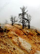 Dramatic Dead Trees on Rock Formation