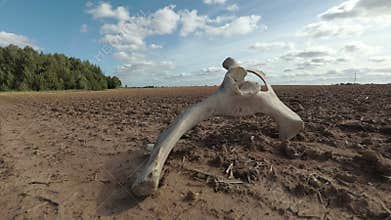 Domestic animal mammal bone on dry field in autumn drought and clouds, time lapse