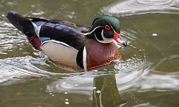 Wood Duck in Maine