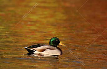 Mallard Duck swimming on orange water in Fall at Dusk