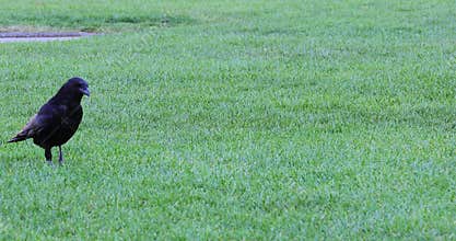 Crow Bird Walking On The Green Grass