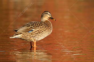 Mallard Duck on orange water in Fall at Dusk