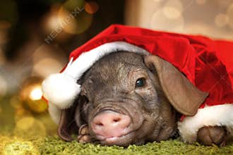 Christmas card with cute newborn santa pig piglet. Decorations symbol of the year Chinese calendar. fir background. Russian text h