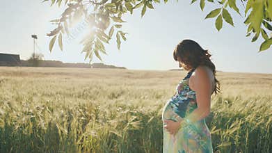 A pregnant young woman stands next to a wheat field at sunset near the hanging branches of trees. Video in motion.