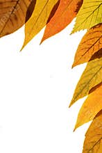 Fall background 3
