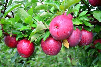 Red free apples closeup