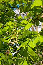 Chesnut