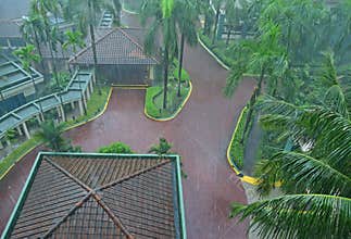 Common heavy downpour rain in tropical country in a beautiful resort with plenty of tall palm trees