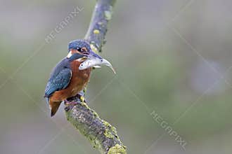 A Common Kingfisher alcedo atthis perched on a branch with a small fish in its beak.