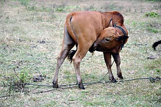 Cow