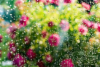 Summer rain on window. Blurred flowering rose bush behind glass of window with raindrops
