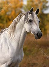 Arabian horse portrait