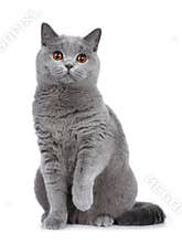 Sweet young adult solid blue British Shorthair cat isolated on white background