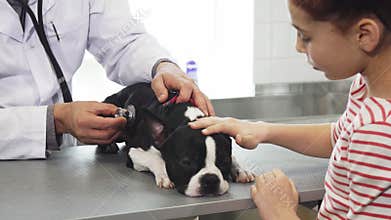 Cute Boston Terrier puppy lying on the table while vet examining him
