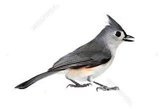 Bird Isolated On White