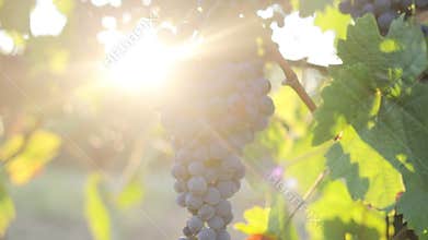 Ripe blue grapes in the vineyard, dolly shot