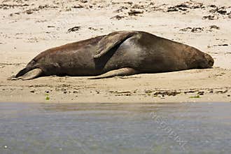 Seal resting