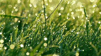 Blurred green grass background with the water drops and morning dew close up view