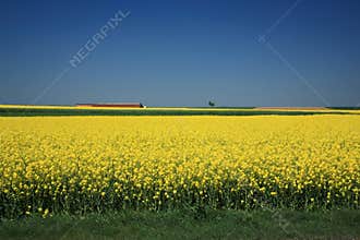 Canola Fields