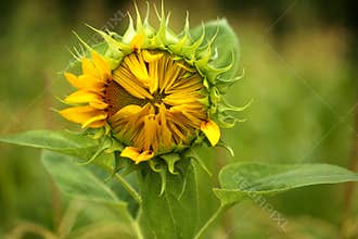 Sunflower bud starting to open
