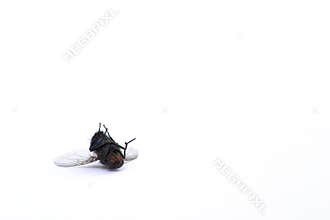 Dead fly