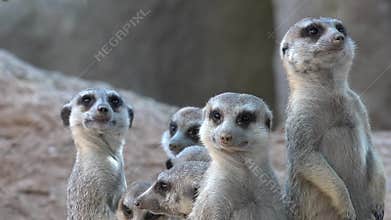 Meerkat family wild animals