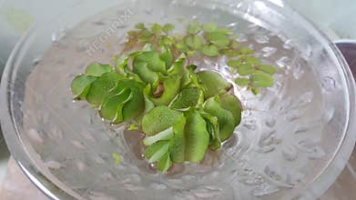 Aquatic Plant in Glass Bowl