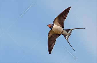 Barn Swallow flies in blue sky with stretched wings