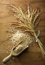 Rice grain