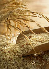 Rice grain
