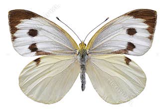 Isolated Large White butterfly