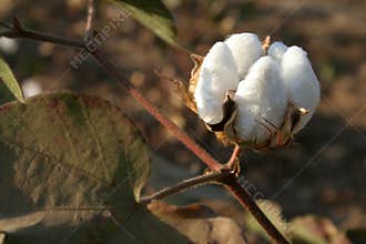 Cotton boll