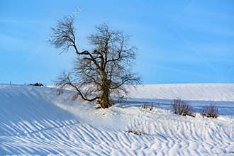 Gnarled old bare tree in snow-covered winter landscape, lonely tree, solitary tree without foliage on hill in Alps in winter
