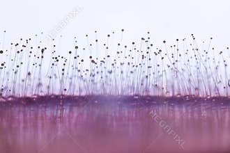 Mold