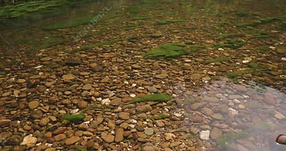 Tranquil bush river scene, still clear water, stony river bed and green algae