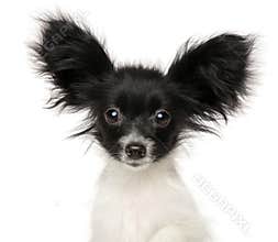Close-up of Papillon Continental Toy Spaniel puppy