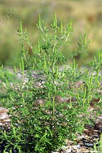 Common Ragweed 23755