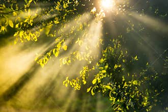 Sunrise beams through mist