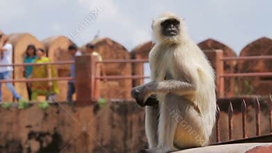 Monkey Sitting at Jaigarh Fort