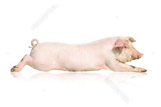 Pig