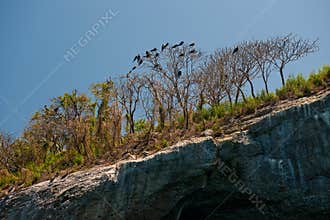 Trees on cliff