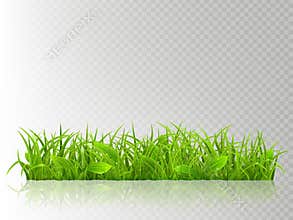 Beautiful realistic detailed fresh green grass, isolated on transparent background. Spring or summer object ready to use