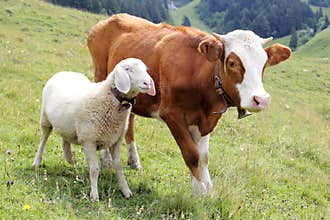 Friendship with white sheep and little cow
