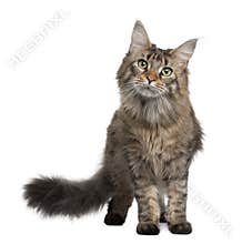 Maine coon, 1 year old