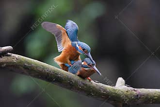 Mating Kingfishers